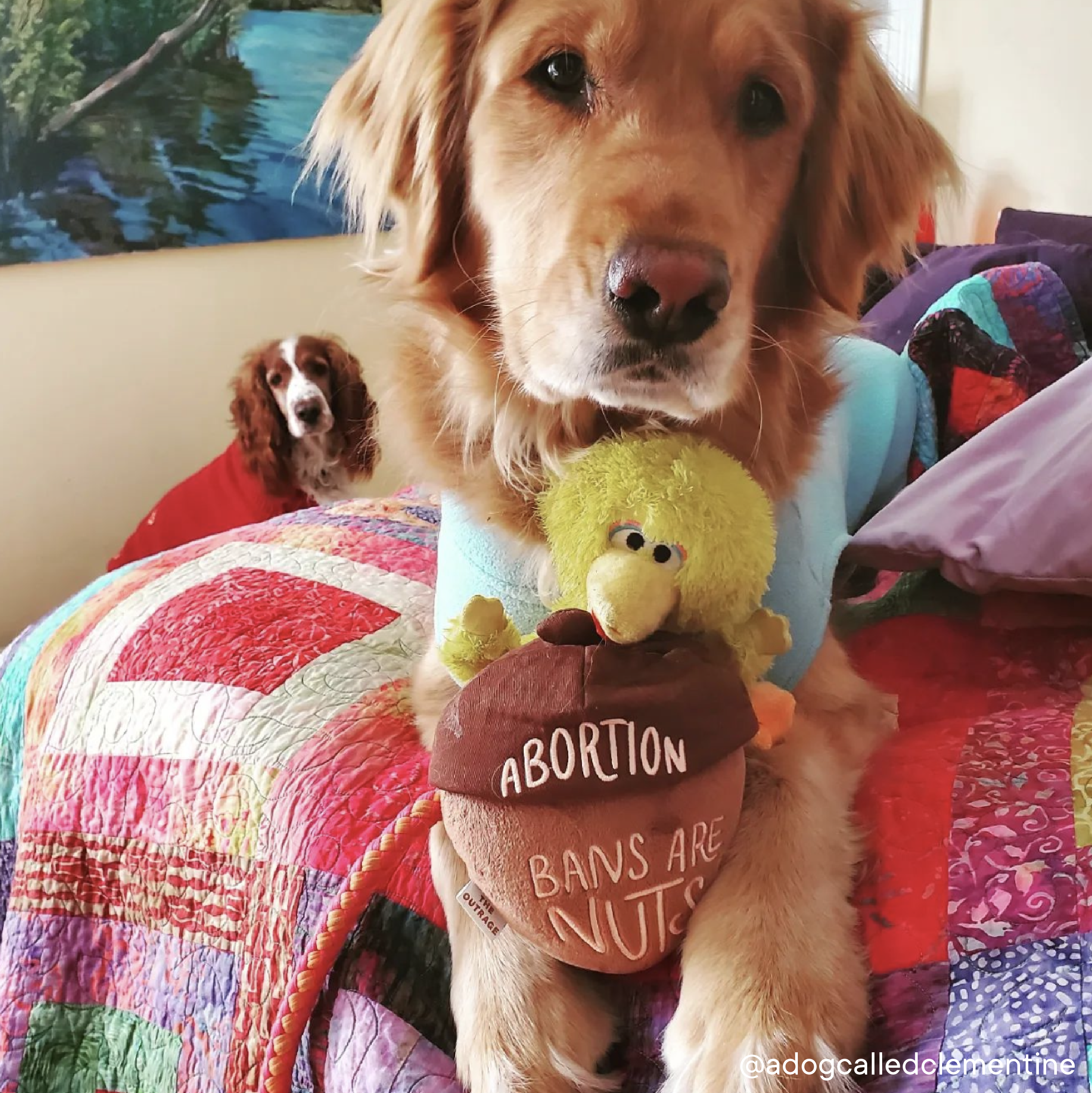 Abortion Bans Are Nuts Plush Dog Toy