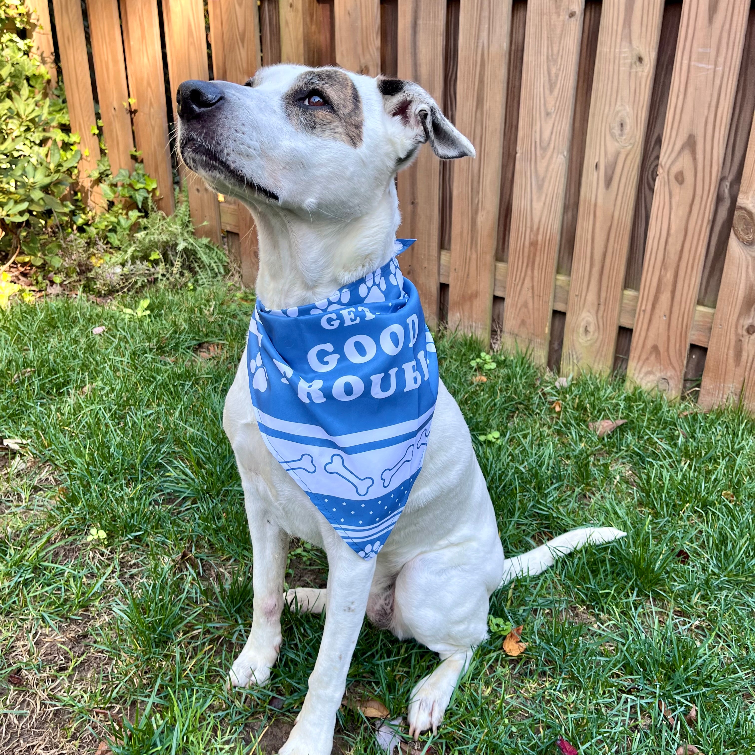 White dog wears a blue bandanna with "Get In Good Trouble" Design with Bones and Pawprints