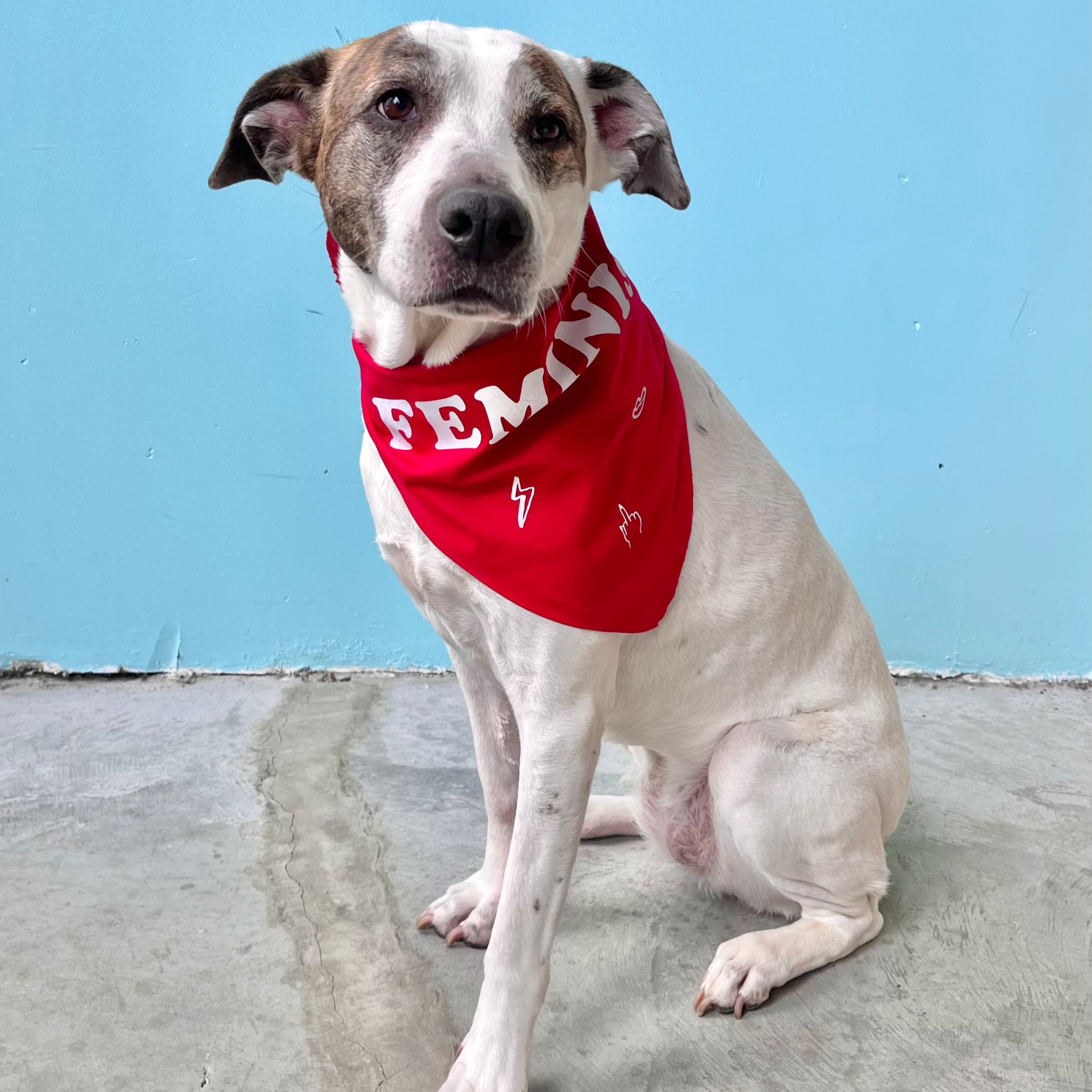 Feminist Dog Bandana